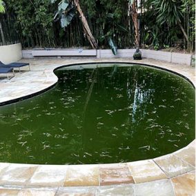 A neglected swimming pool with green, algae-filled water before treatment